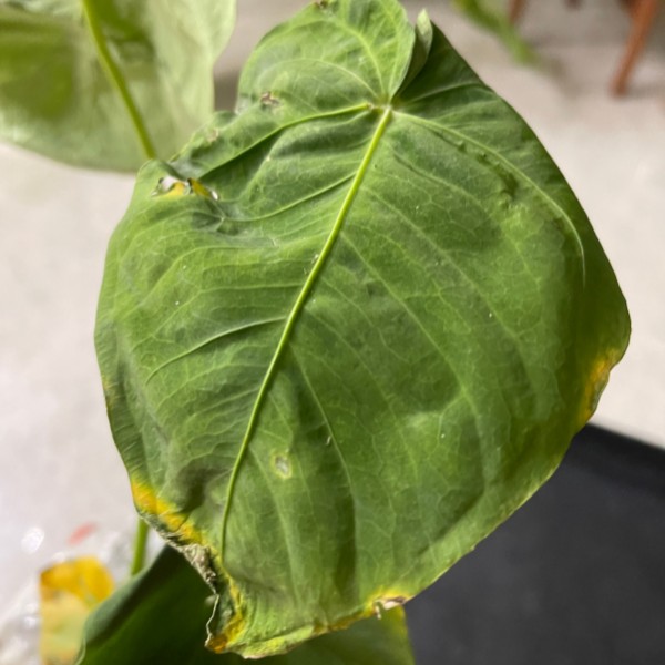 dying leaf from root rot