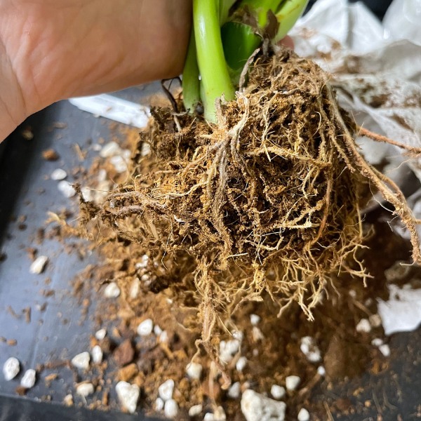 dehydrated roots rot