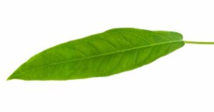 anthurium pendulifolium leaf