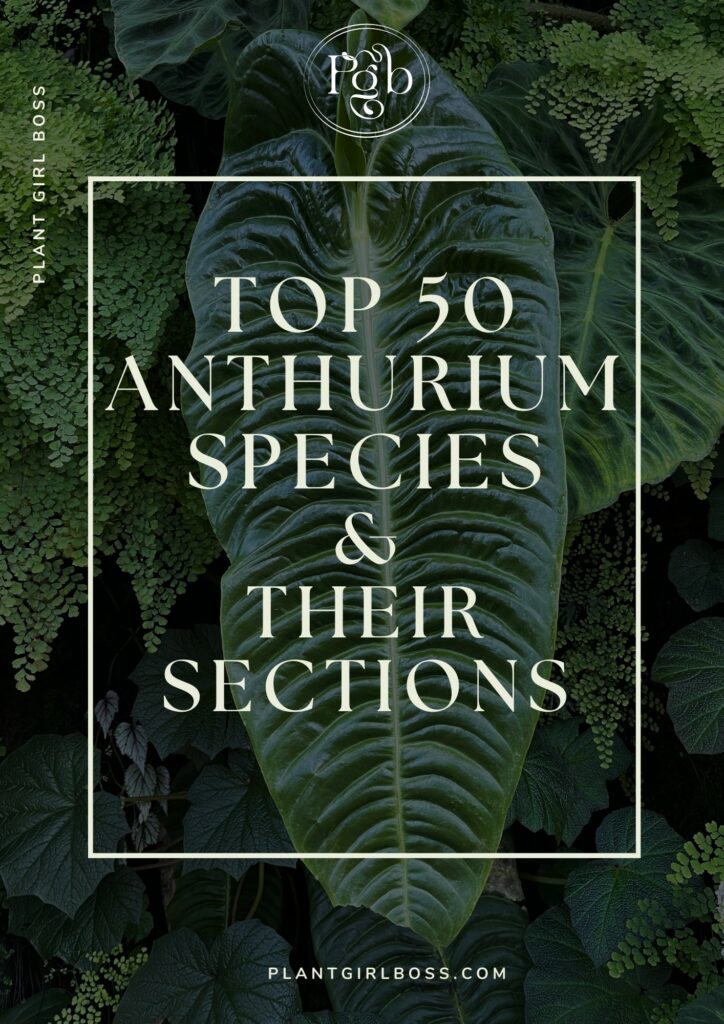 Top 50 Anthurium Species and Their Sections list pdf