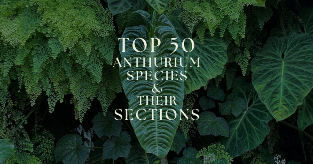 anthurium sections